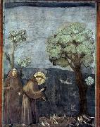 GIOTTO di Bondone Sermon to the Birds oil on canvas
